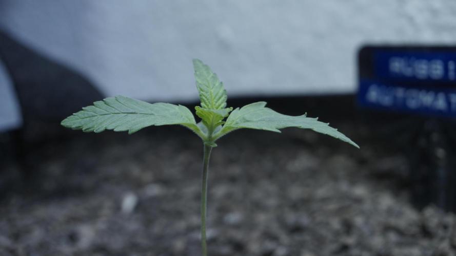 Russian Automatic X Sonnenerde. Week 2