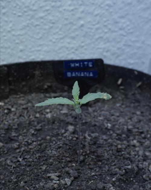 White Banana X Sonnenerde. Week 2