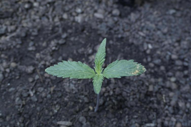 White Banana X Sonnenerde. Week 2