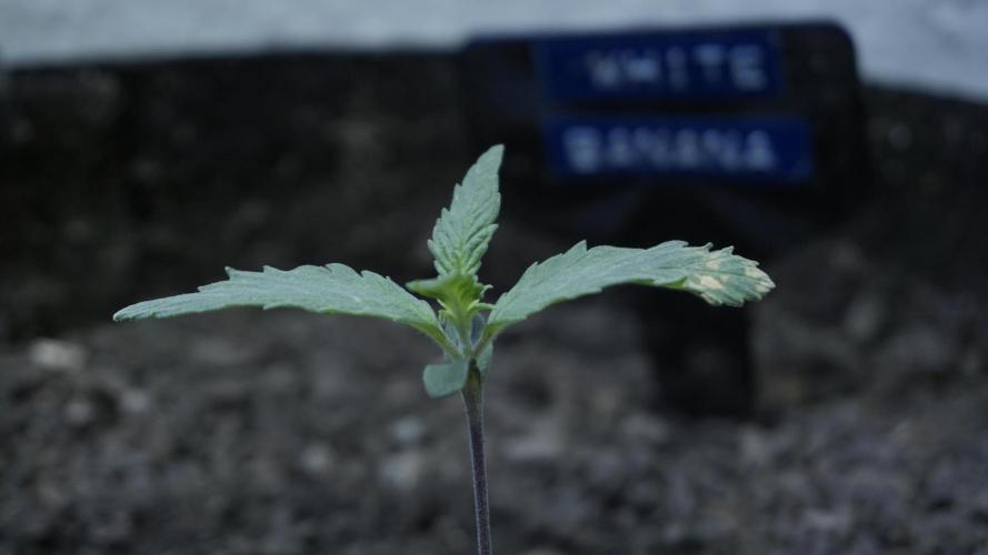 White Banana X Sonnenerde. Week 2