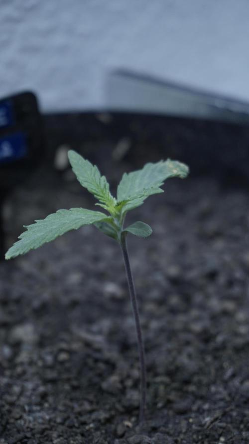 White Banana X Sonnenerde. Week 2