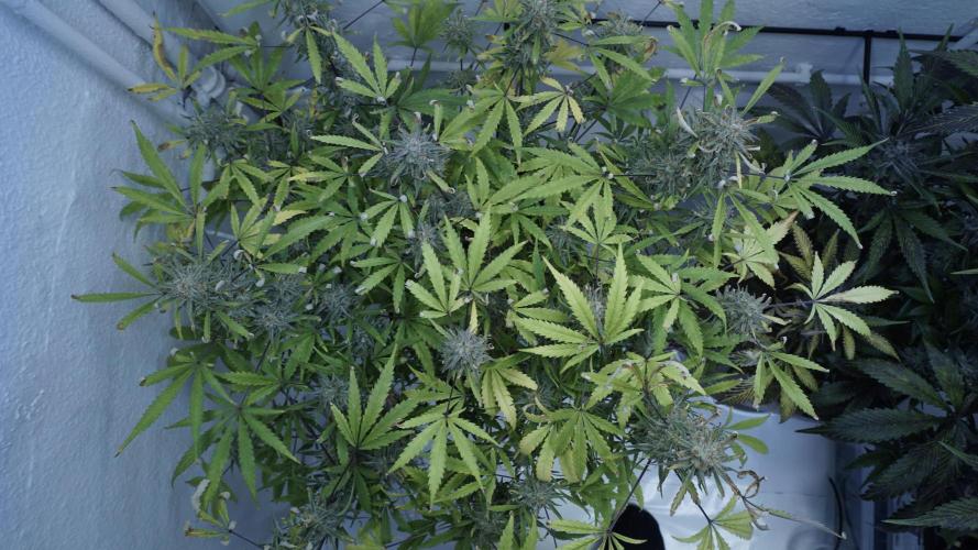 Lemon Pie Auto - Sonnenerde. Week 13