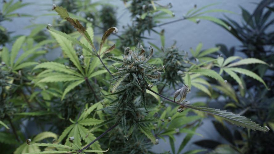 Lemon Pie Auto - Sonnenerde. Week 13