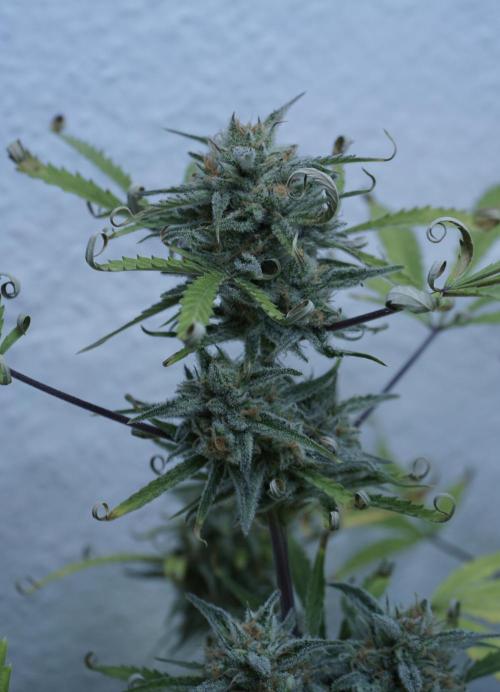 Lemon Pie Auto - Sonnenerde. Week 13