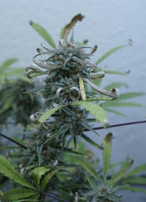 Lemon Pie Auto - Sonnenerde. Week 13