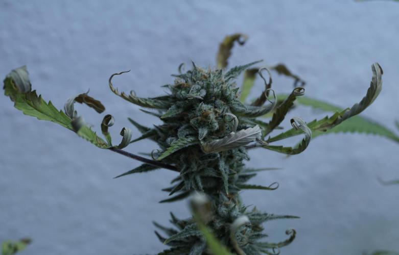 Lemon Pie Auto - Sonnenerde. Week 13