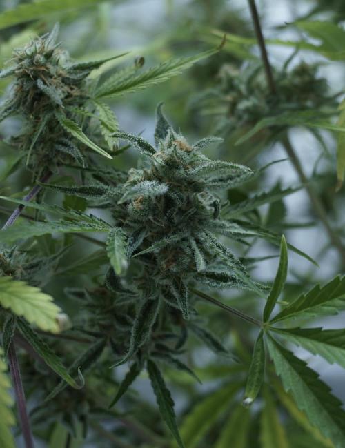 Lemon Pie Auto - Sonnenerde. Week 13