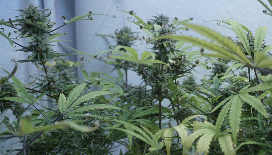 Lemon Pie Auto - Sonnenerde. Week 13