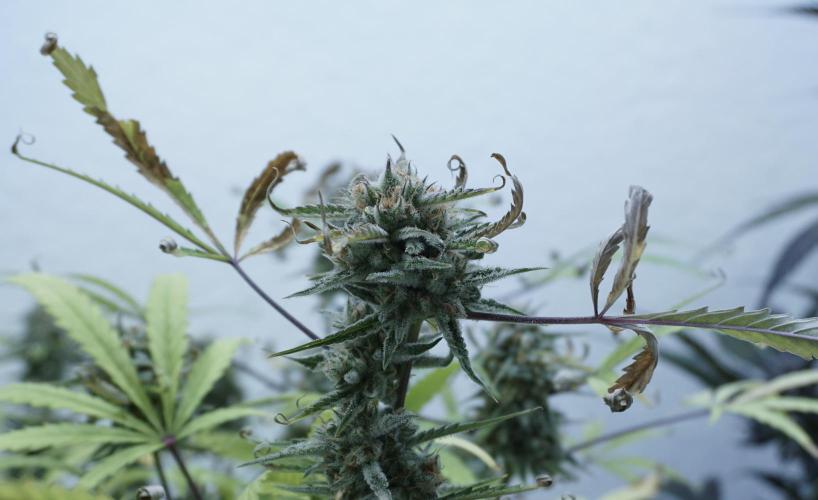 Lemon Pie Auto - Sonnenerde. Week 13