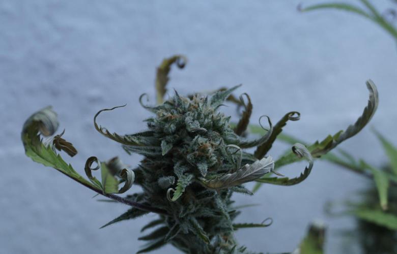 Lemon Pie Auto - Sonnenerde. Week 13