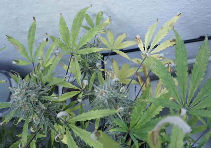 Lemon Pie Auto - Sonnenerde. Week 13