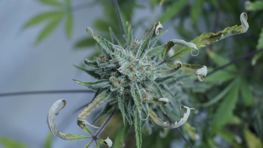 Lemon Pie Auto - Sonnenerde. Week 13