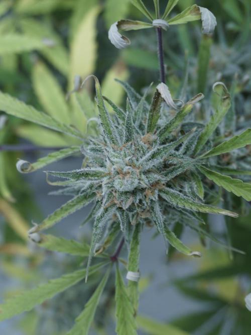 Lemon Pie Auto - Sonnenerde. Week 13