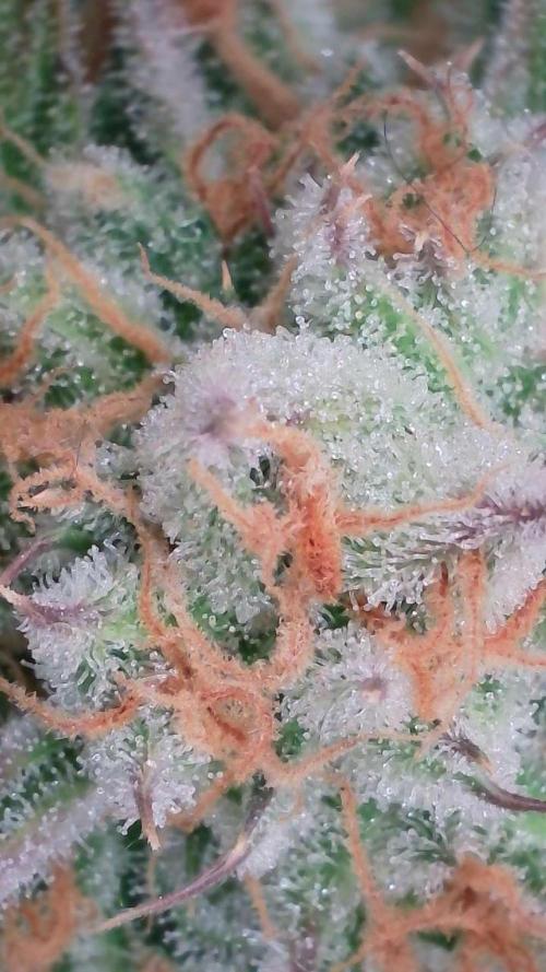 Lemon Pie Auto - Sonnenerde. Week 13