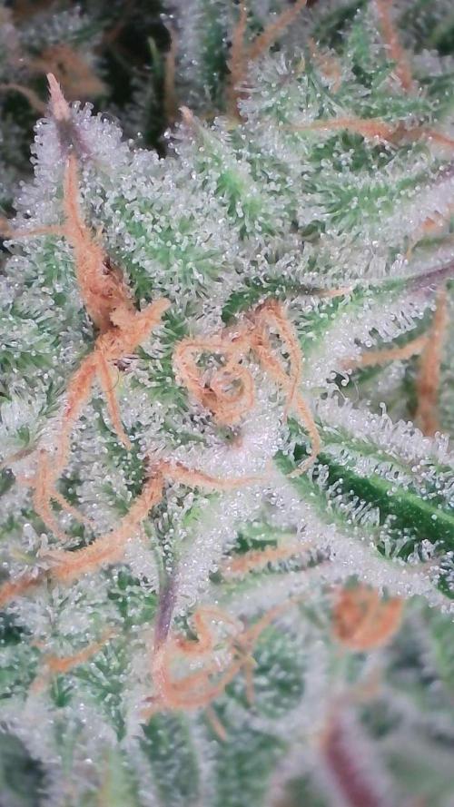 Lemon Pie Auto - Sonnenerde. Week 13