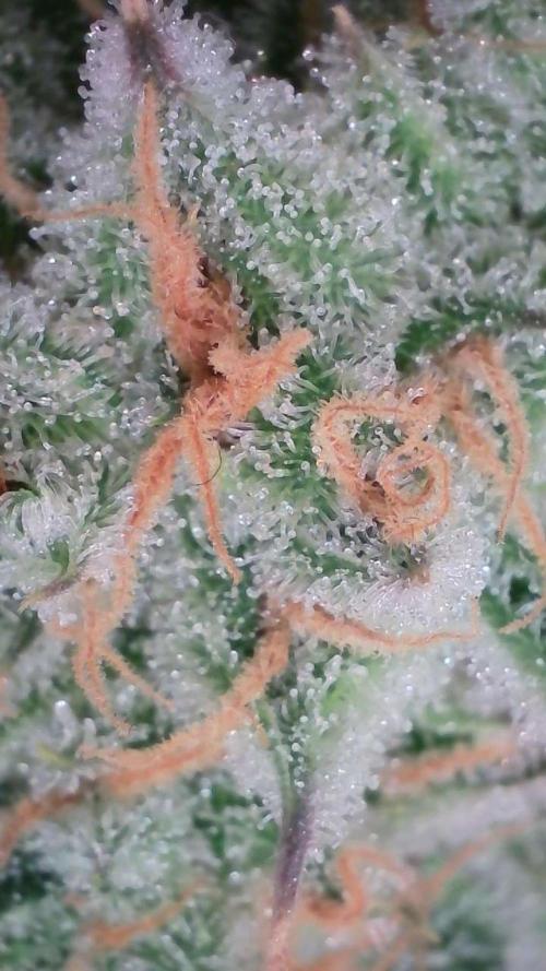 Lemon Pie Auto - Sonnenerde. Week 13