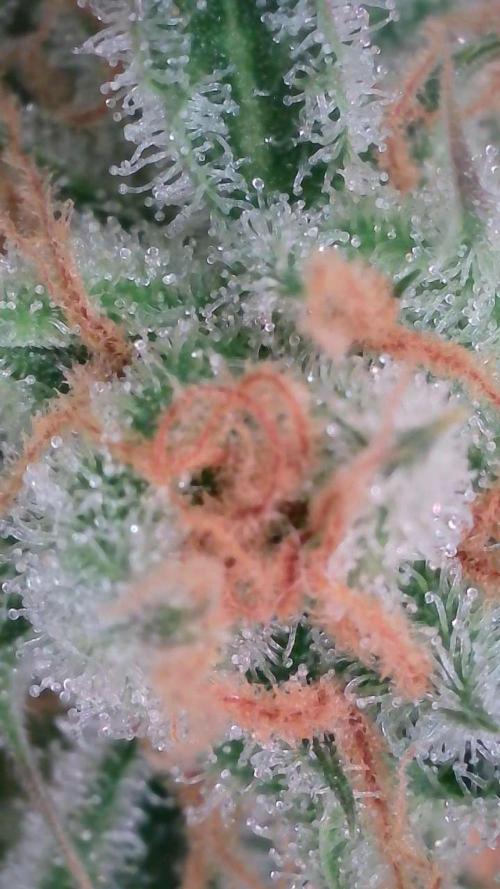 Lemon Pie Auto - Sonnenerde. Week 13