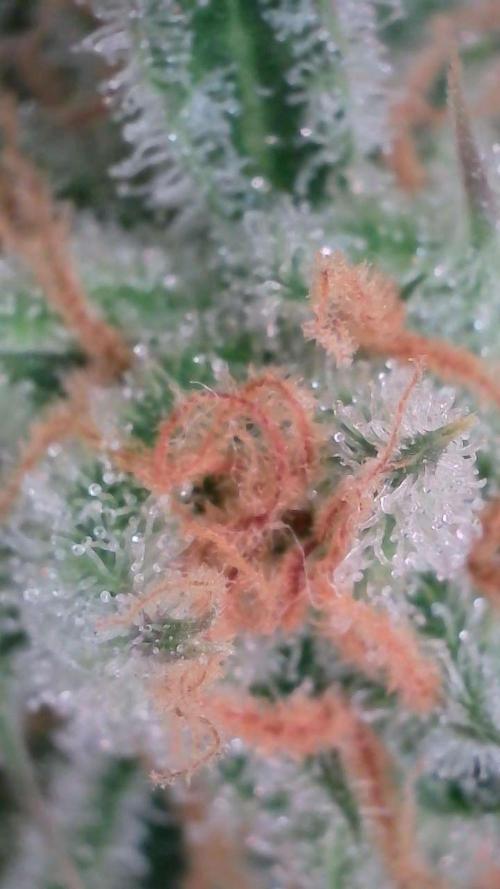 Lemon Pie Auto - Sonnenerde. Week 13