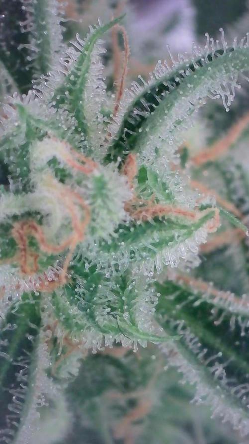 Lemon Pie Auto - Sonnenerde. Week 13