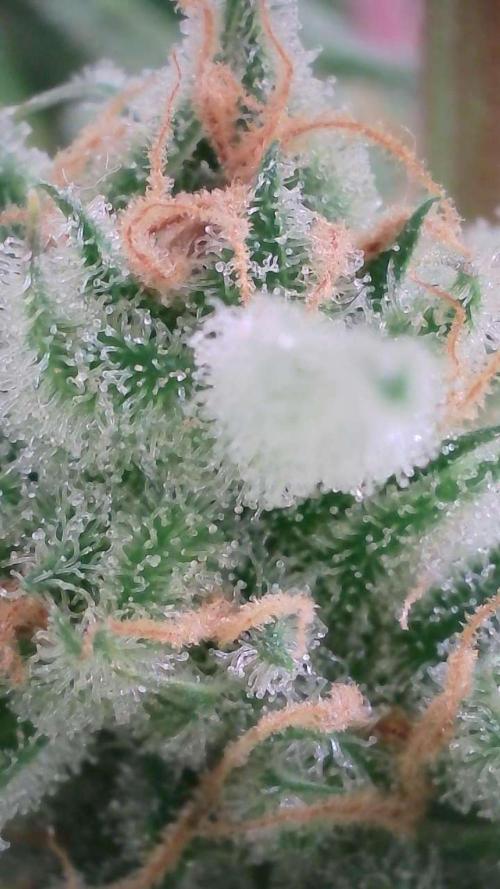 Lemon Pie Auto - Sonnenerde. Week 13