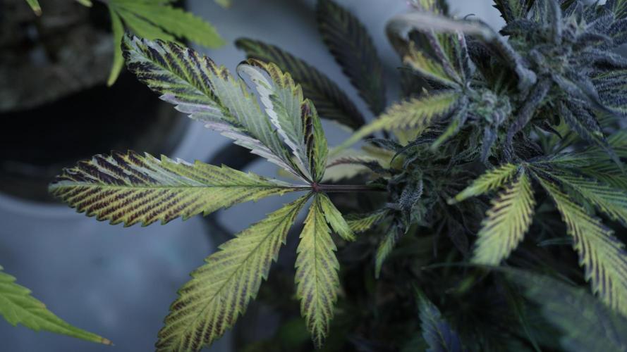 Strawberry Gorilla Auto - Sonnenerde. Week 13