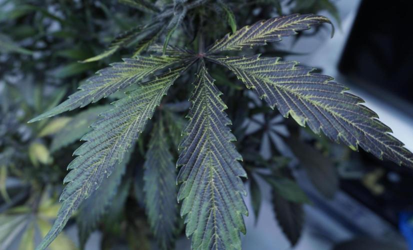 Strawberry Gorilla Auto - Sonnenerde. Week 13