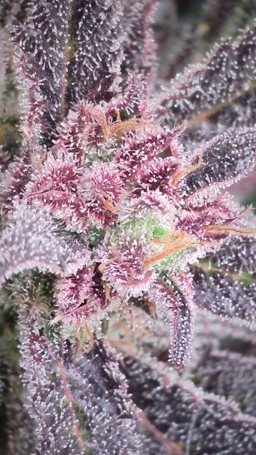 Strawberry Gorilla Auto - Sonnenerde. Week 13