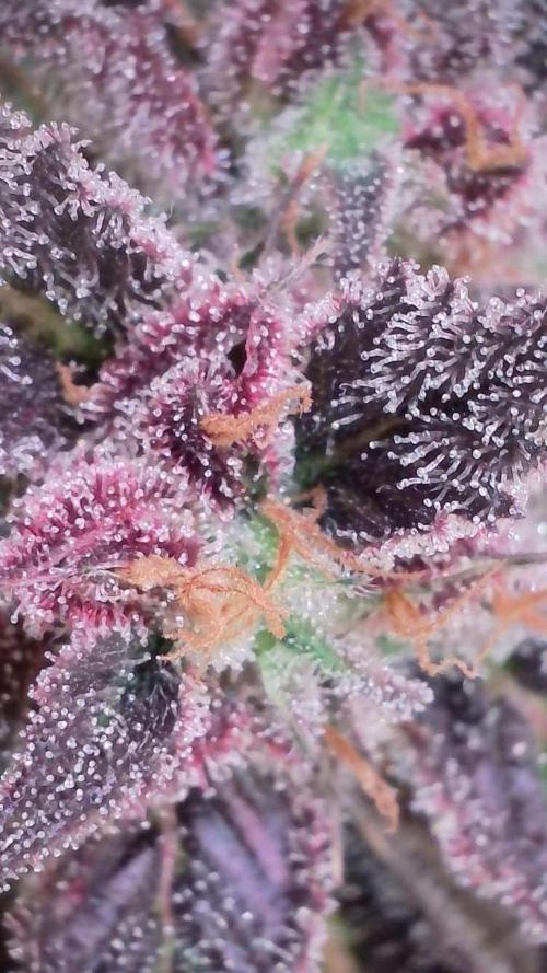 Strawberry Gorilla Auto - Sonnenerde. Week 13