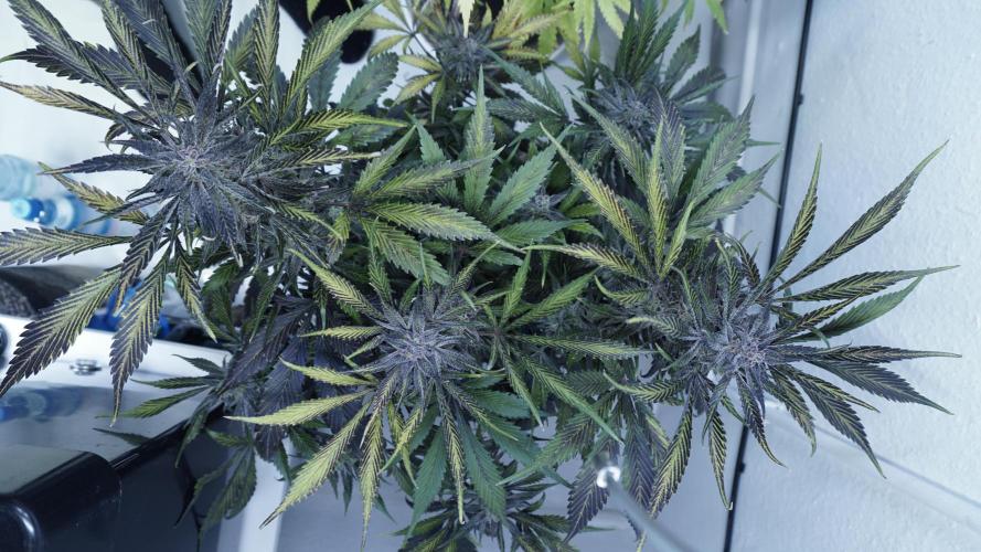 Strawberry Gorilla Auto - Sonnenerde. Week 13