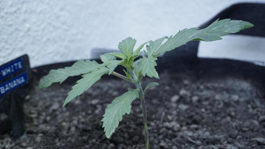 White Banana X Sonnenerde. Week 3