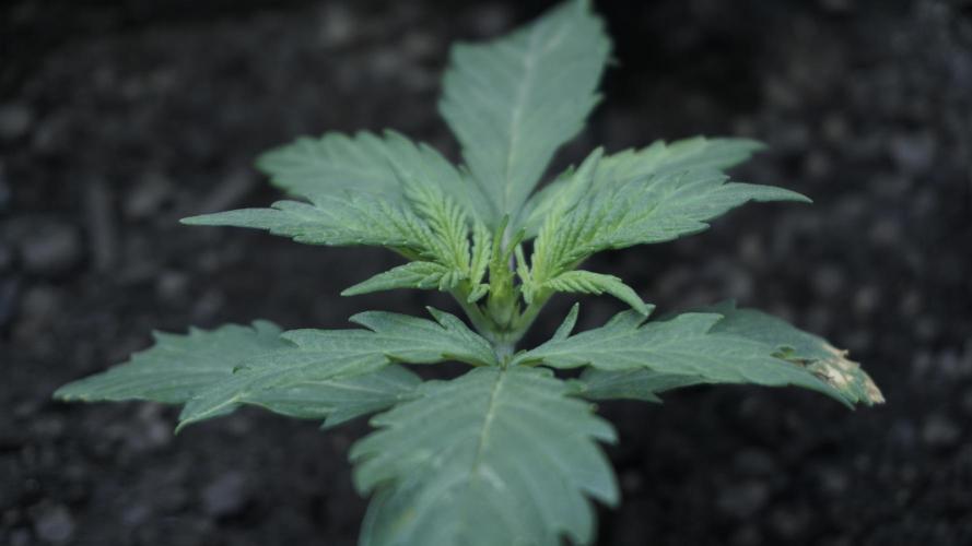 White Banana X Sonnenerde. Week 3