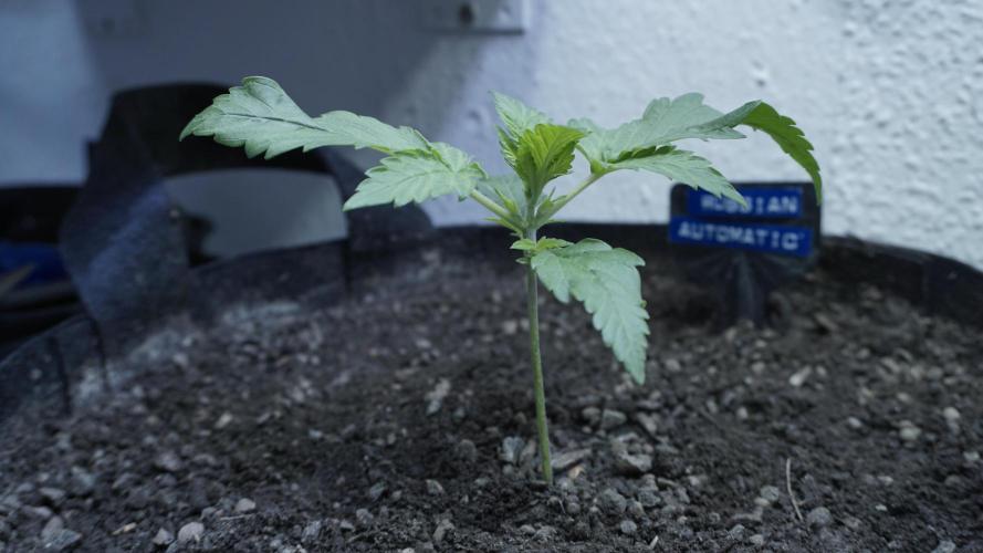 Russian Automatic X Sonnenerde. Week 3