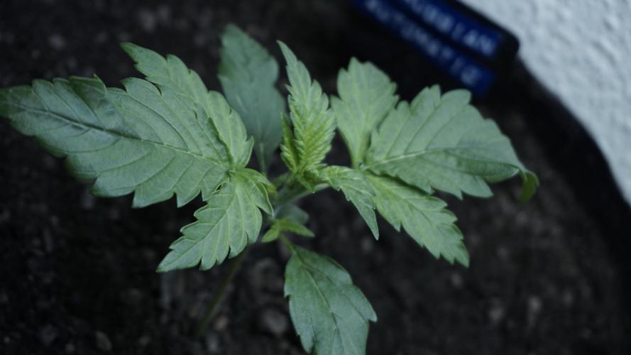 Russian Automatic X Sonnenerde. Week 3