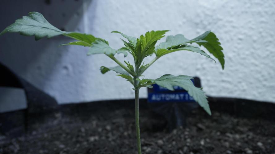 Russian Automatic X Sonnenerde. Week 3