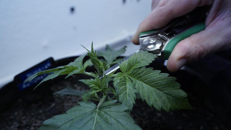 Russian Automatic X Sonnenerde. Week 4