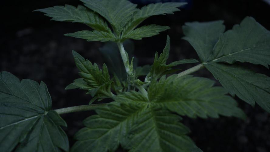 Russian Automatic X Sonnenerde. Week 4