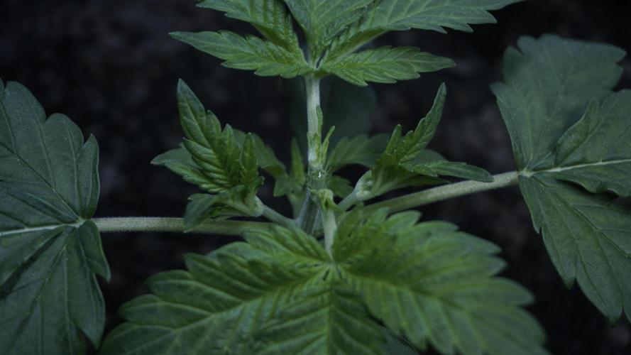 Russian Automatic X Sonnenerde. Week 4