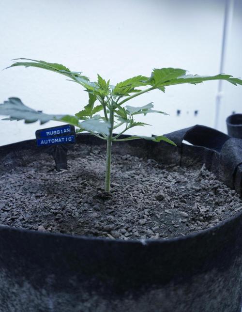 Russian Automatic X Sonnenerde. Week 4