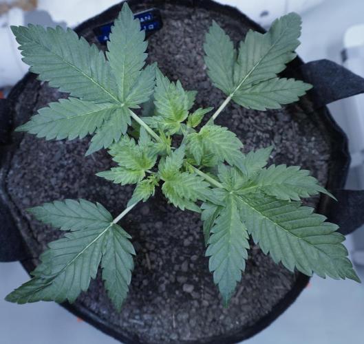 Russian Automatic X Sonnenerde. Week 4