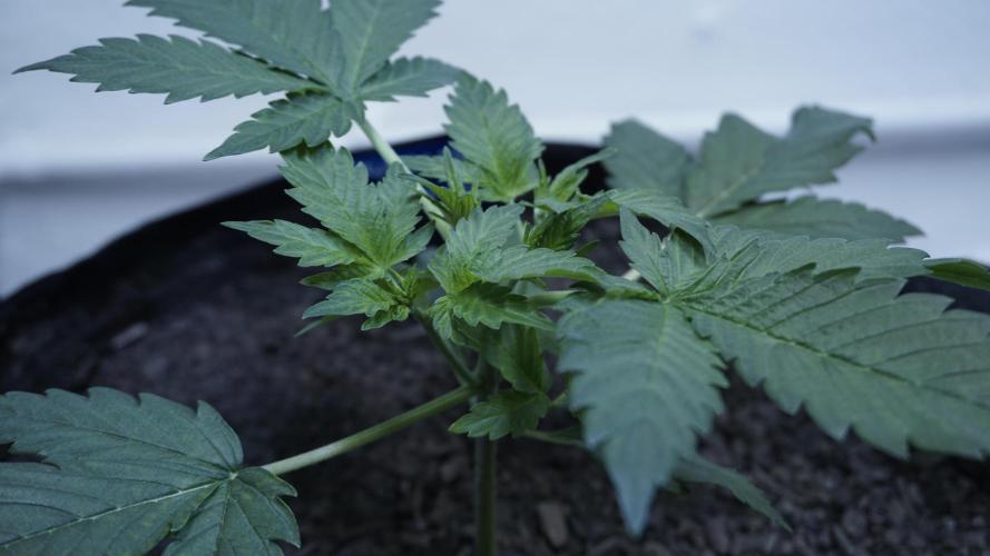 Russian Automatic X Sonnenerde. Week 4