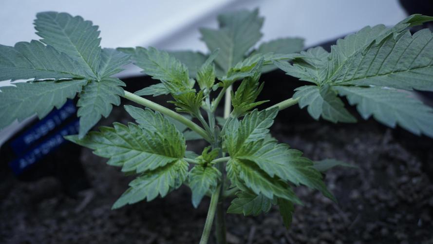 Russian Automatic X Sonnenerde. Week 4