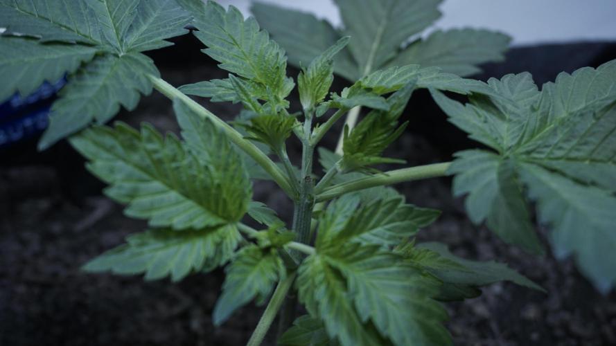 Russian Automatic X Sonnenerde. Week 4