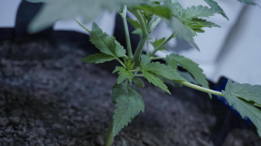 Russian Automatic X Sonnenerde. Week 4