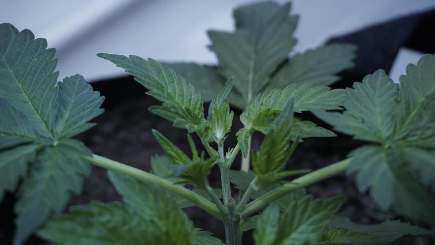 Russian Automatic X Sonnenerde. Week 4