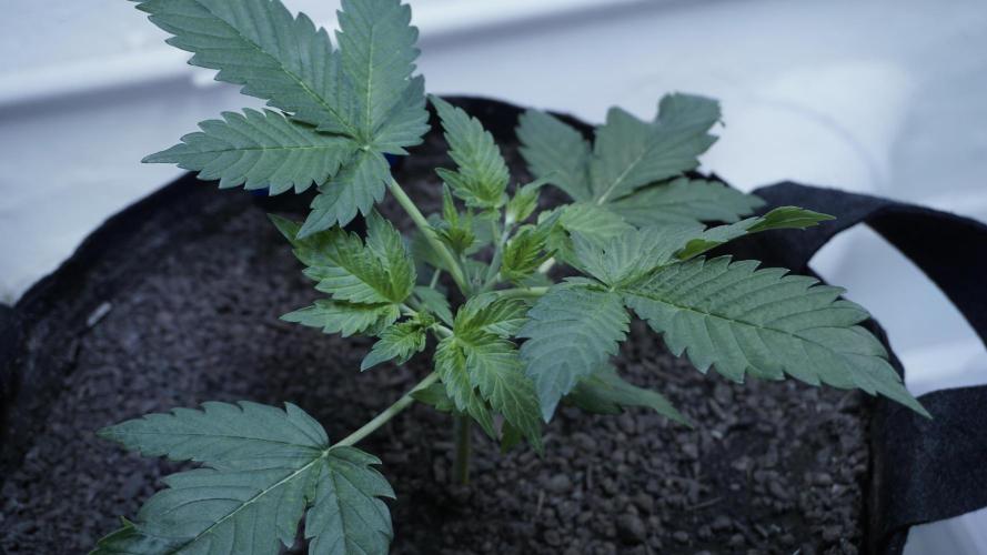 Russian Automatic X Sonnenerde. Week 4