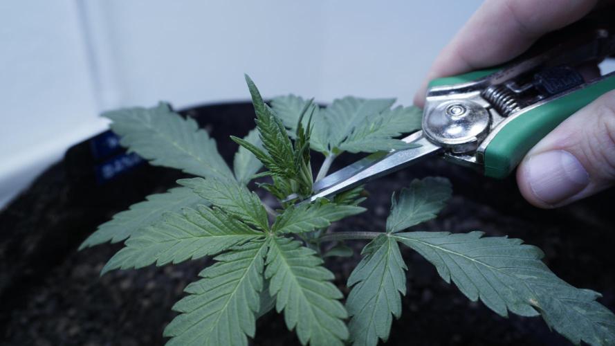 White Banana X Sonnenerde. Week 4