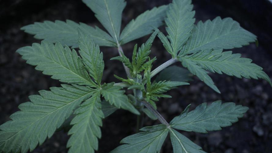 White Banana X Sonnenerde. Week 4