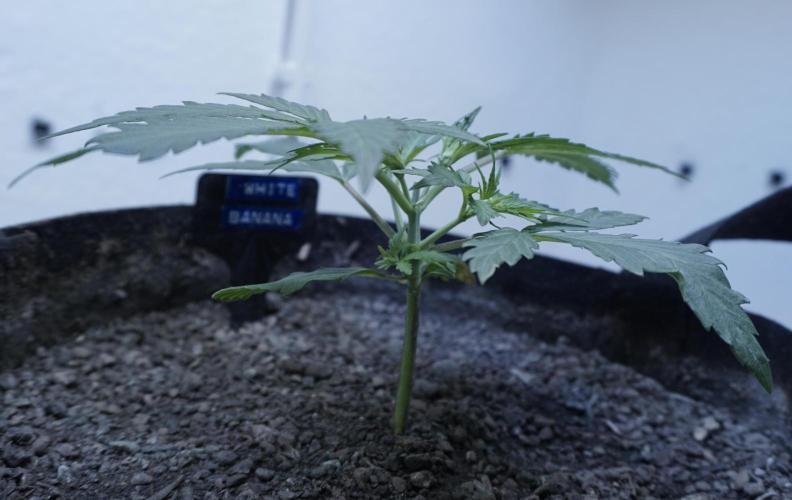 White Banana X Sonnenerde. Week 4