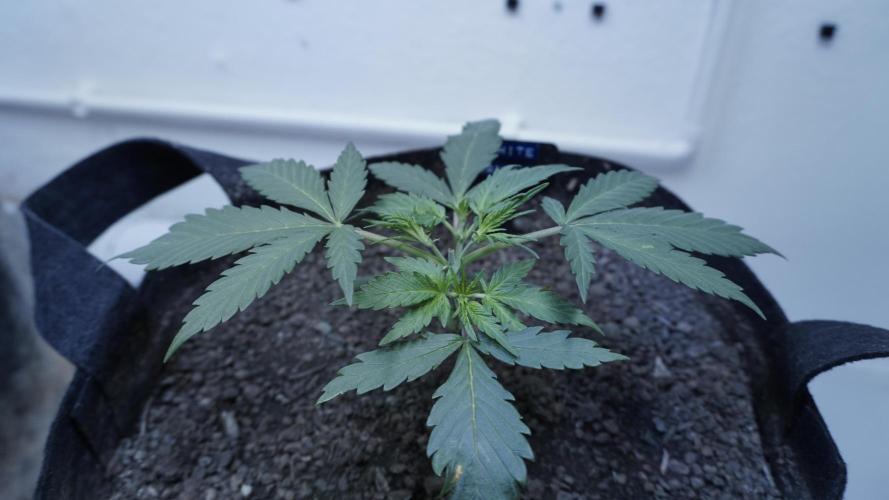 White Banana X Sonnenerde. Week 4