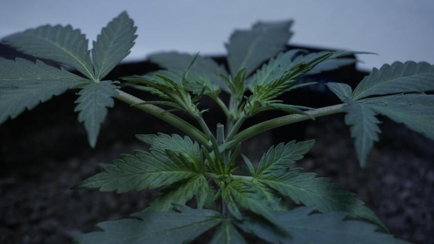 White Banana X Sonnenerde. Week 4